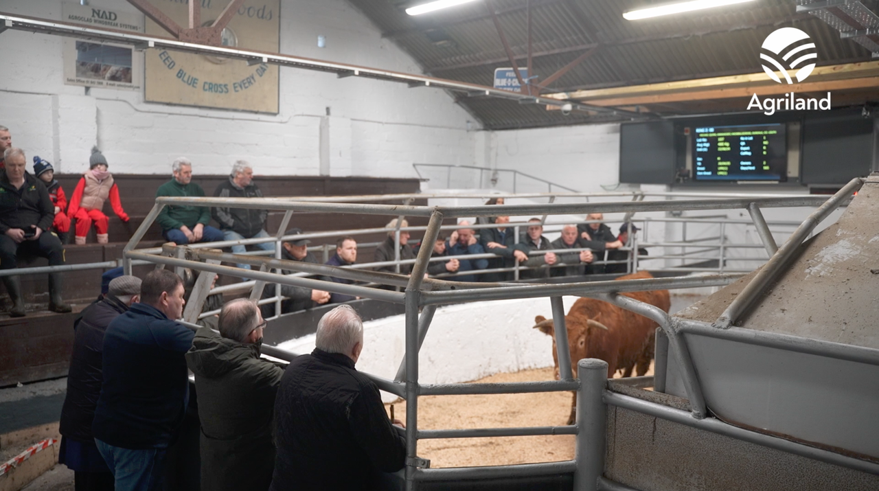 Buying, selling and chatting at Kingscourt Mart