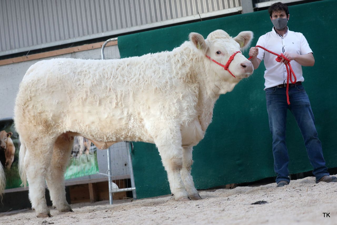 Elite Charolais Heifer sale creates history