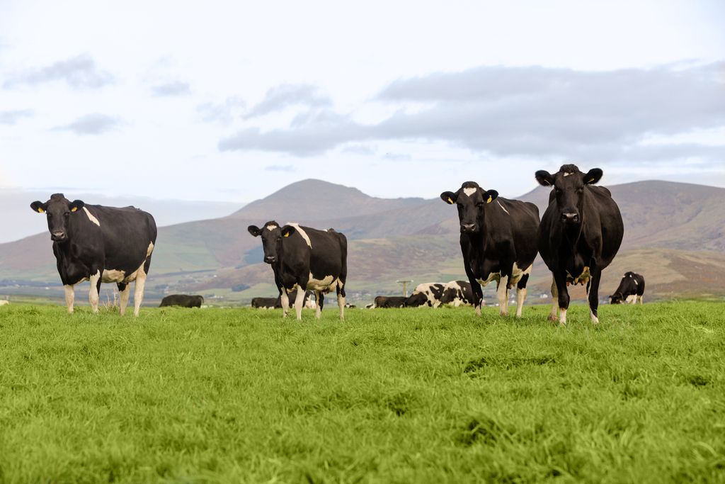 Beef kill: Strong supply of cows continues into June