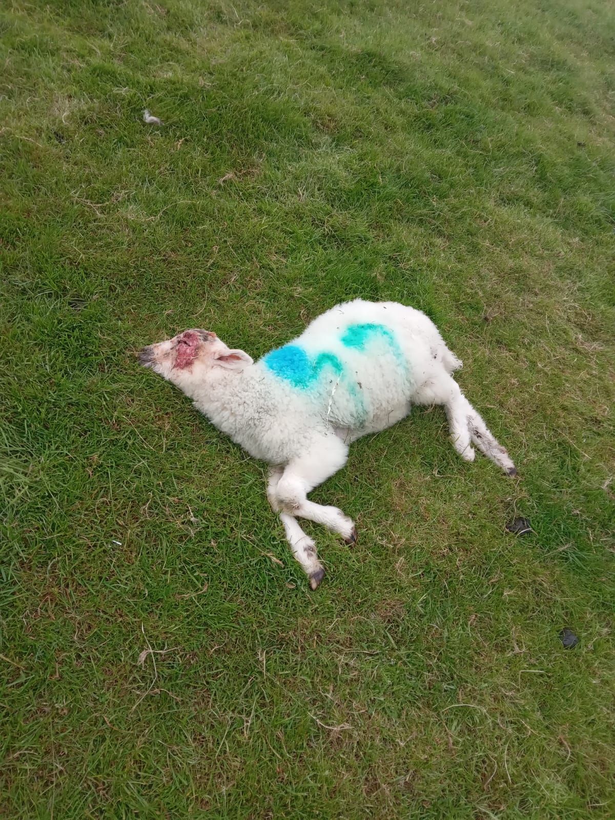 ‘It’s a nightmare’: Sheep farmer’s stress after dog attack