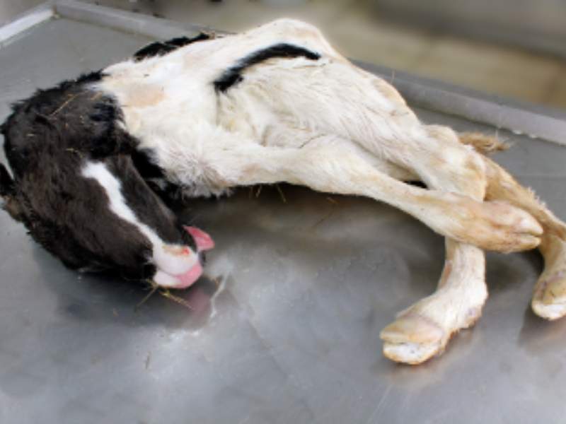 22 cases of Schmallenberg virus recorded in 2024 - DAFM