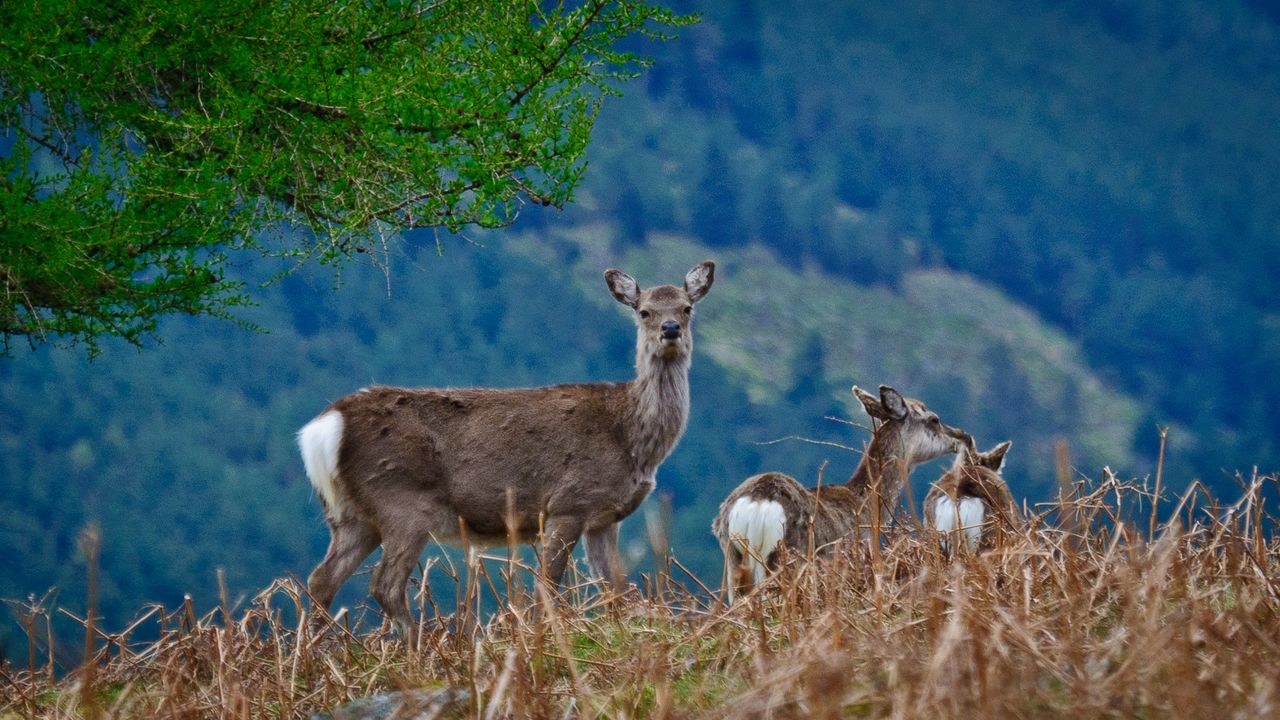 Trinity study links rising Sika deer populations to bovine TB outbreaks