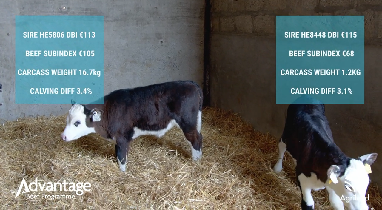 Video: Getting free extra weight gain on dairy-beef