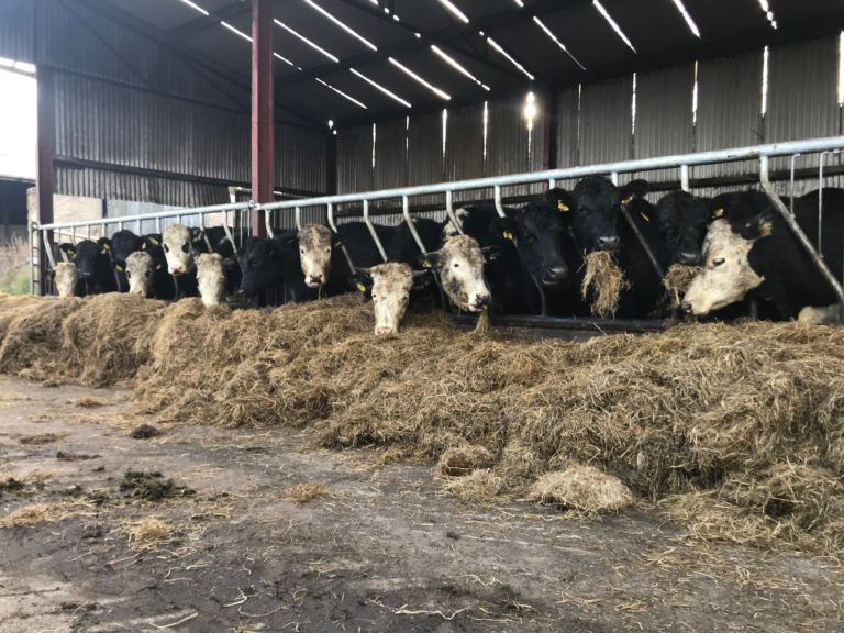 GrowthWatch: Grazing season comes to an end for some farms