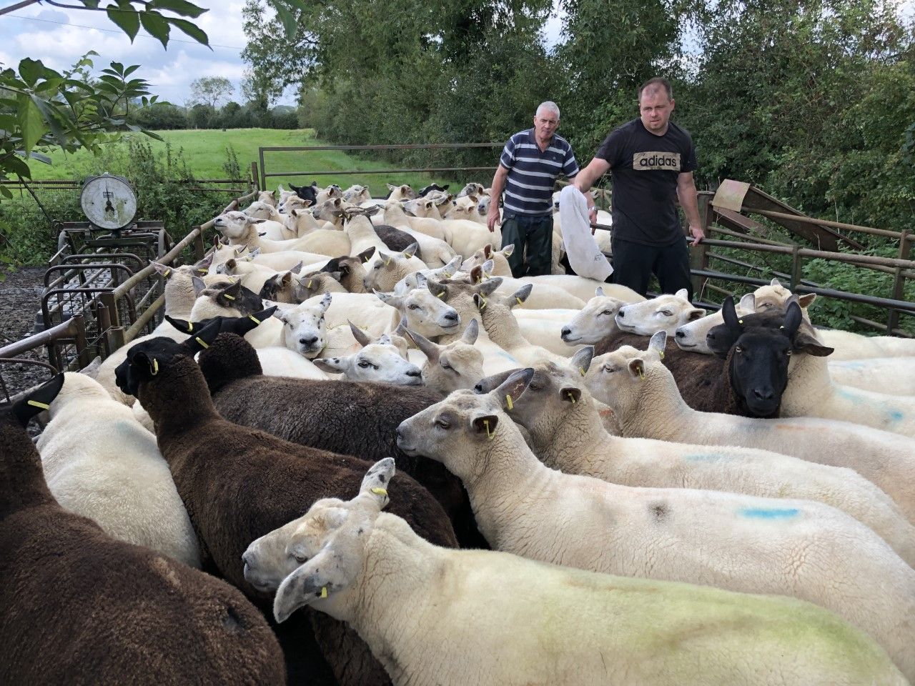 Sheep Focus: Gearing up for the breeding season in Co. Carlow