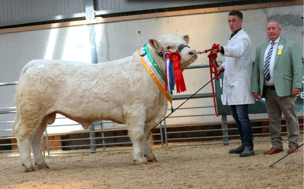 Junior Champion Rooskeynamona Ace