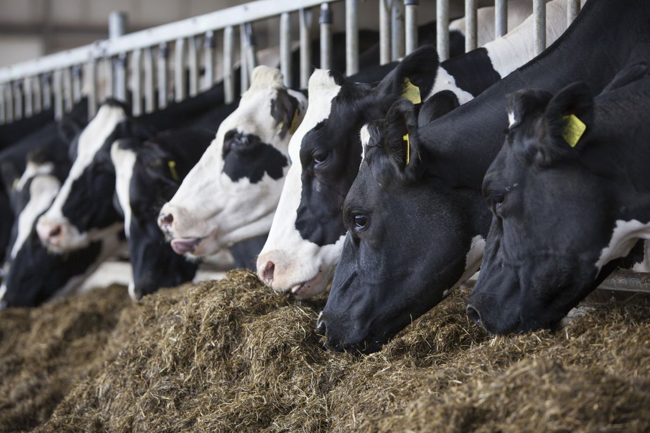 RTÉ called to clarify 'diet expert's qualifications' after dairy claim