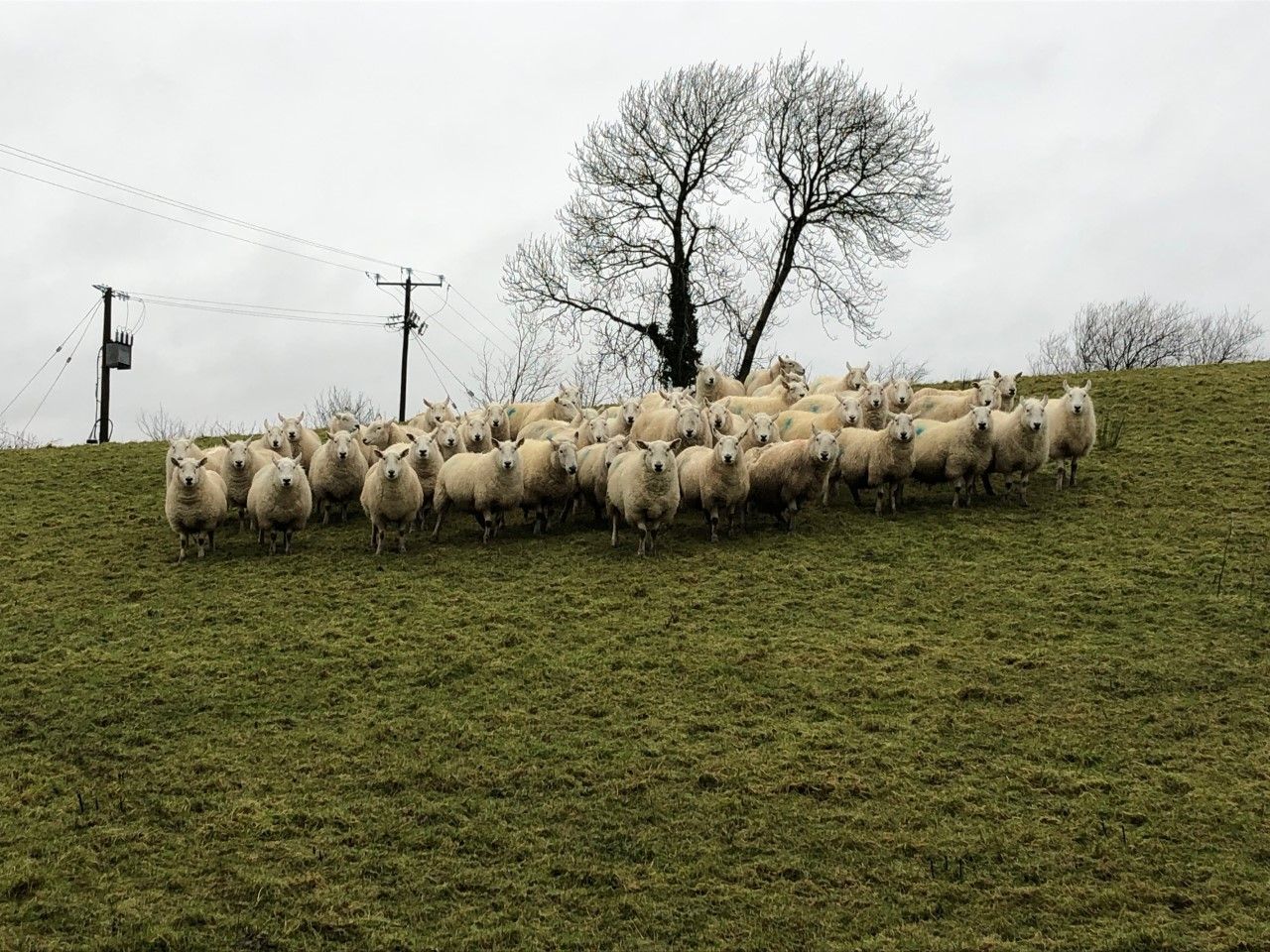 Sheep focus: Reducing costs, mortality rates and lameness through outdoor lambing