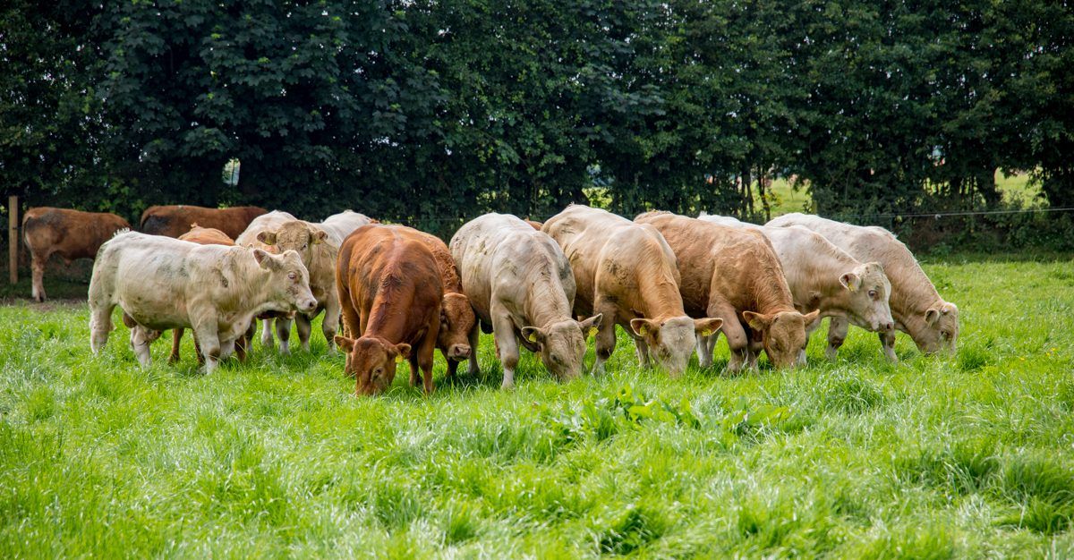 WTO tariffs would have a 'crippling effect' on beef