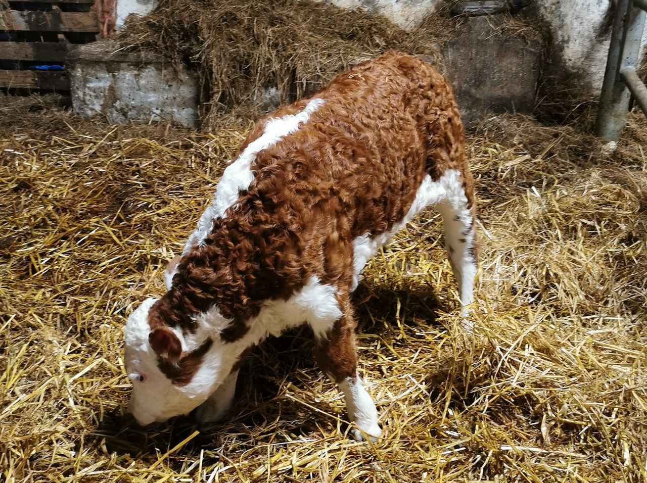 40-year-old straws used to sire calves on Tipperary farm