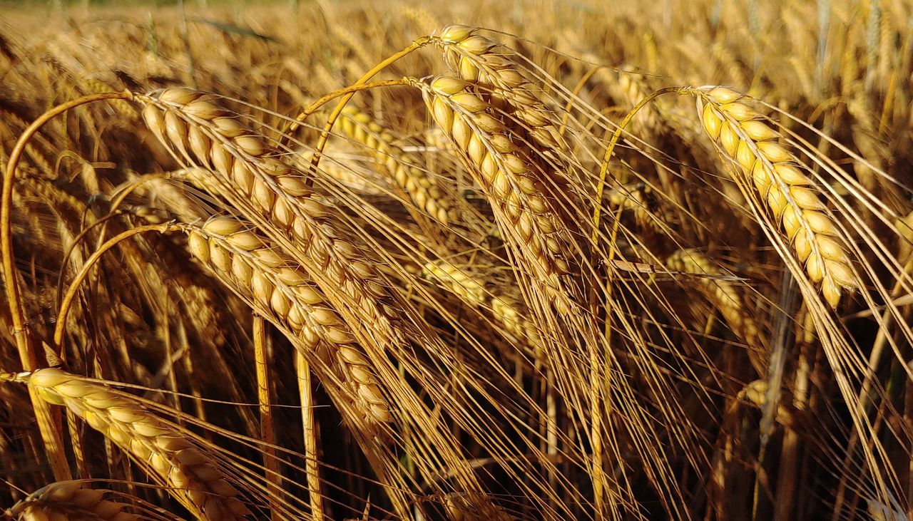 UK malting barley premiums hit historically high levels