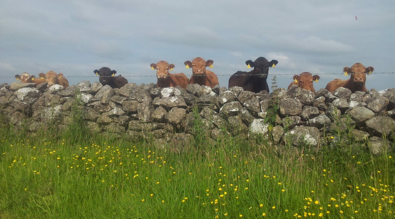 20 common questions farmers are asking - GLAS Scheme