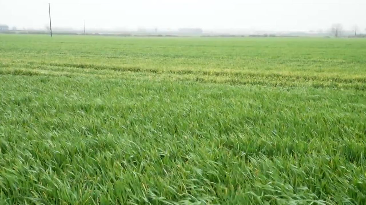 CROPS WATCH: Some winter barley crops stressed. T2 due in coming days.