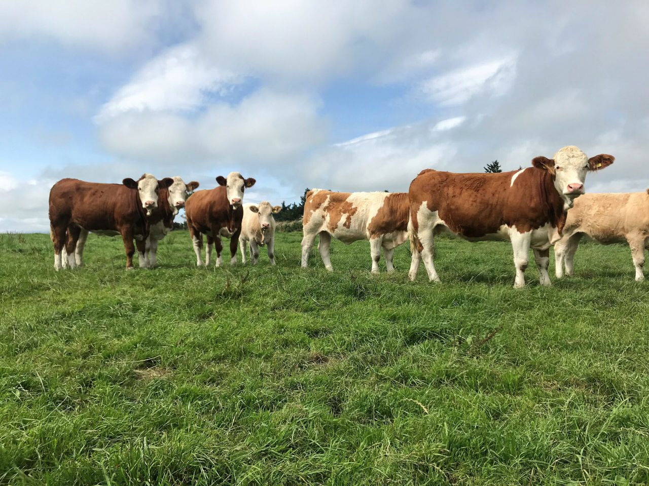 Beef focus: Breeding the 'ultimate cow' with polled Simmentals in Co. Mayo
