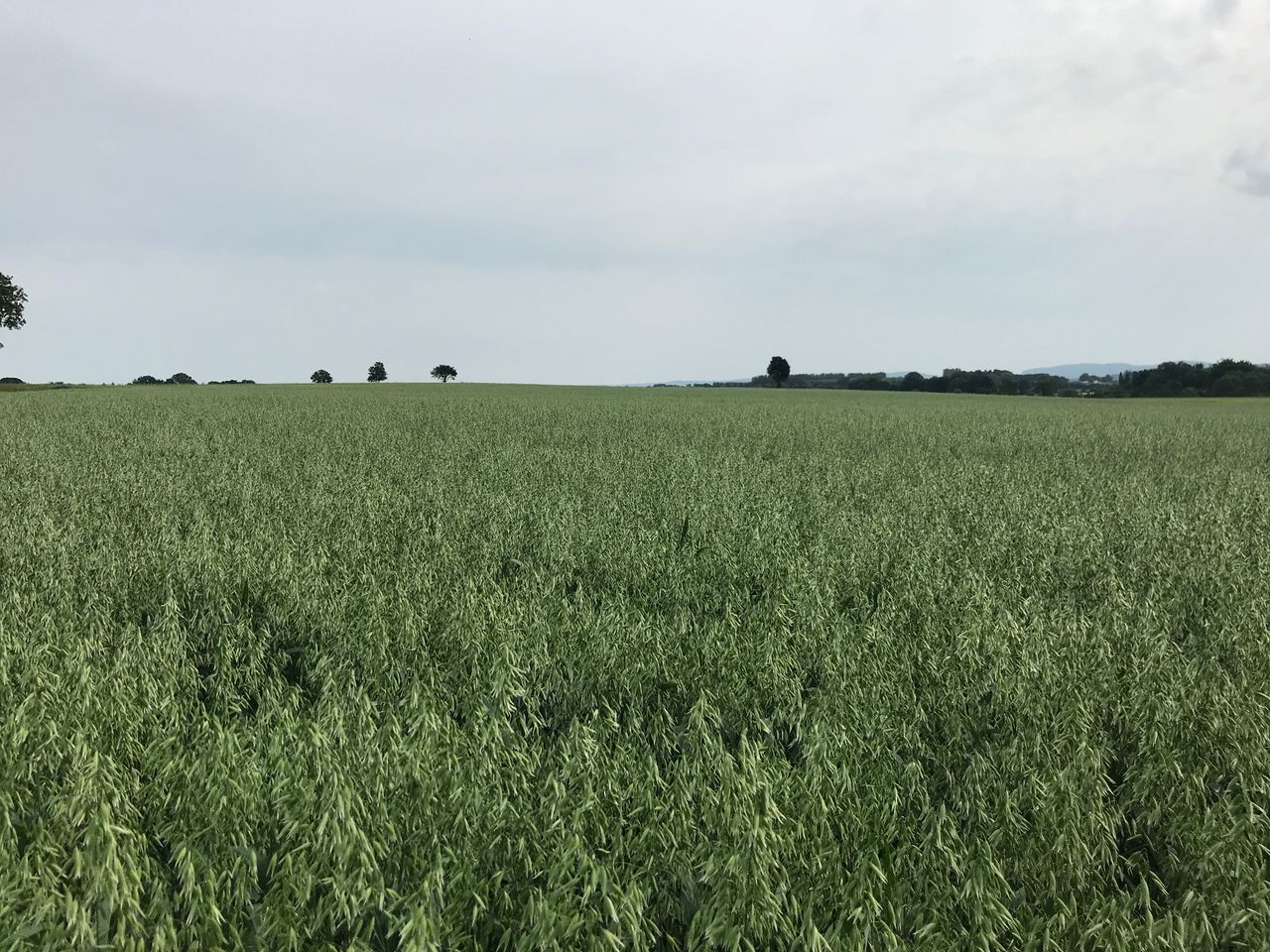 One new spring oat variety on the cards for next season