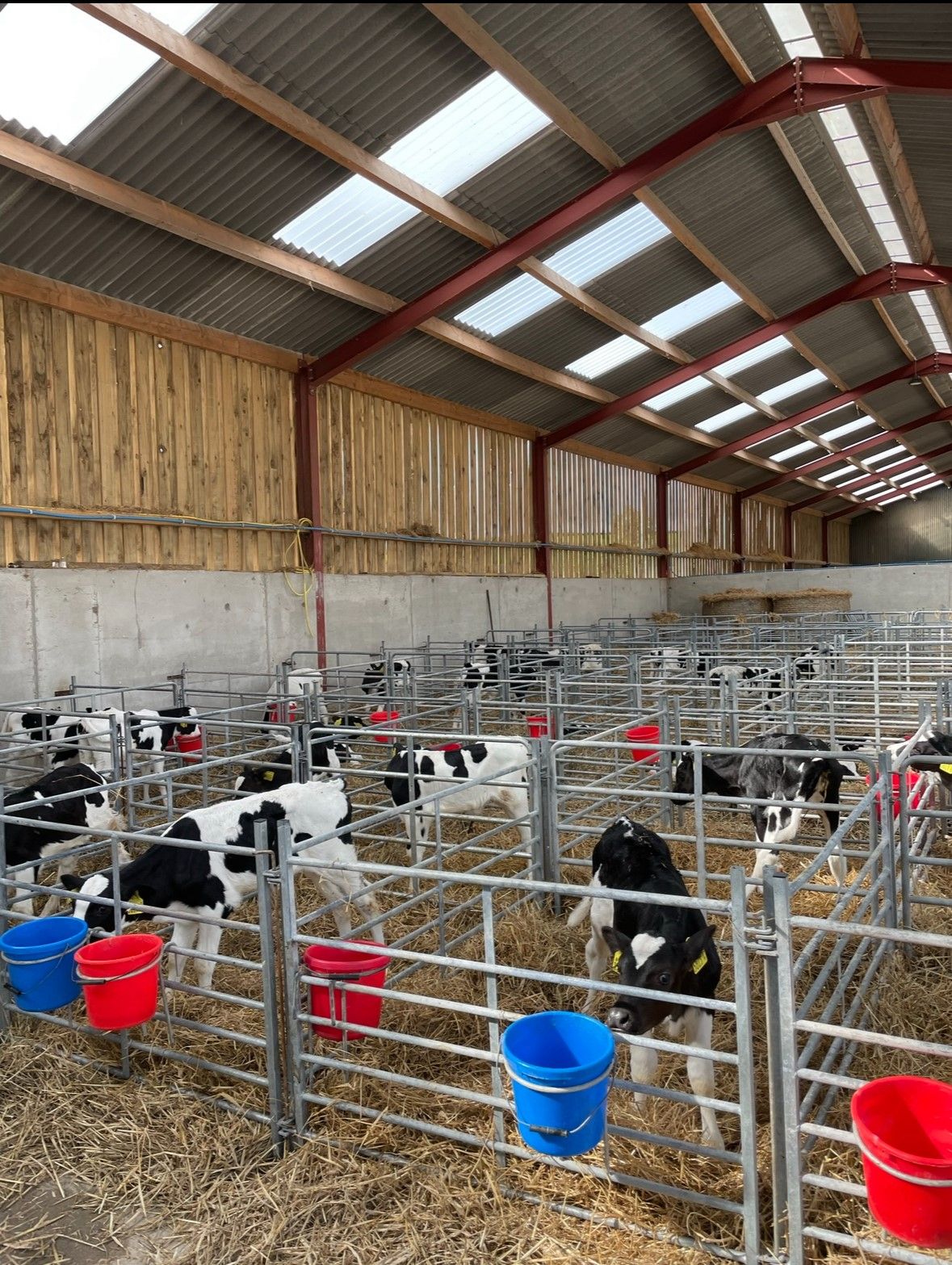 Autumn calving: Giving calves the best possible start