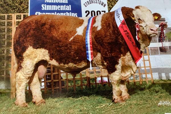 Blast from the past; old Simmental sires available once again