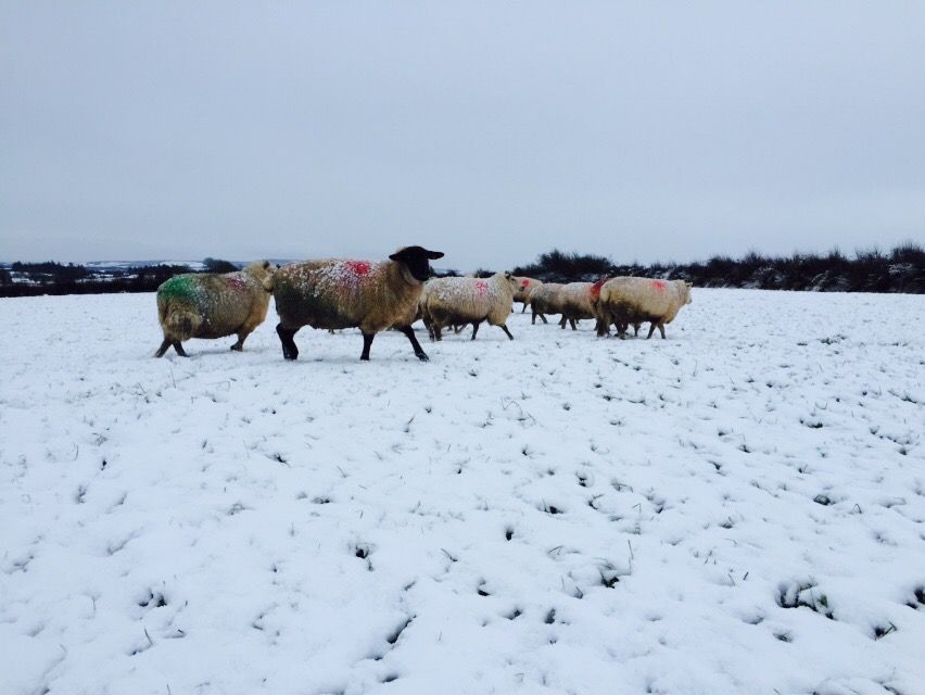 DAFM endangered lives of hill sheep farmers during cold snap - TD
