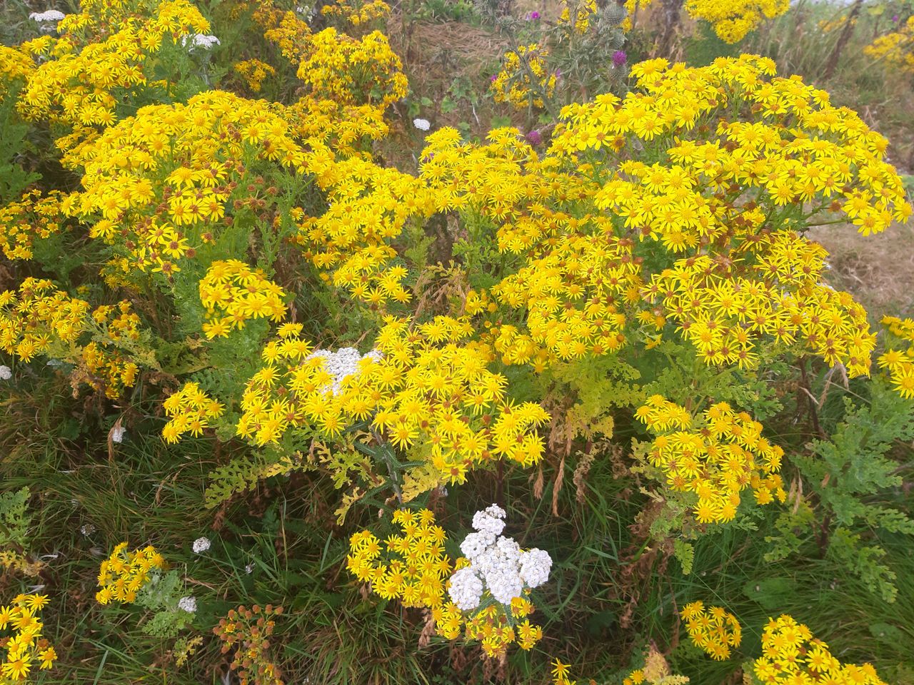 Views sought on proposed changes to noxious weeds legislation