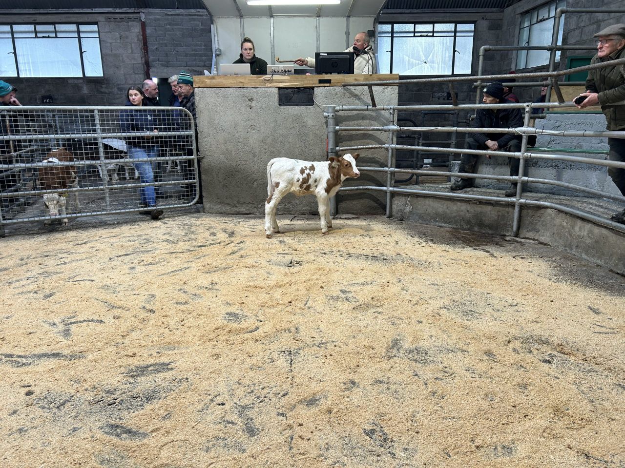 In pictures: 'Strong trade for all types of calves' at Blessington Mart
