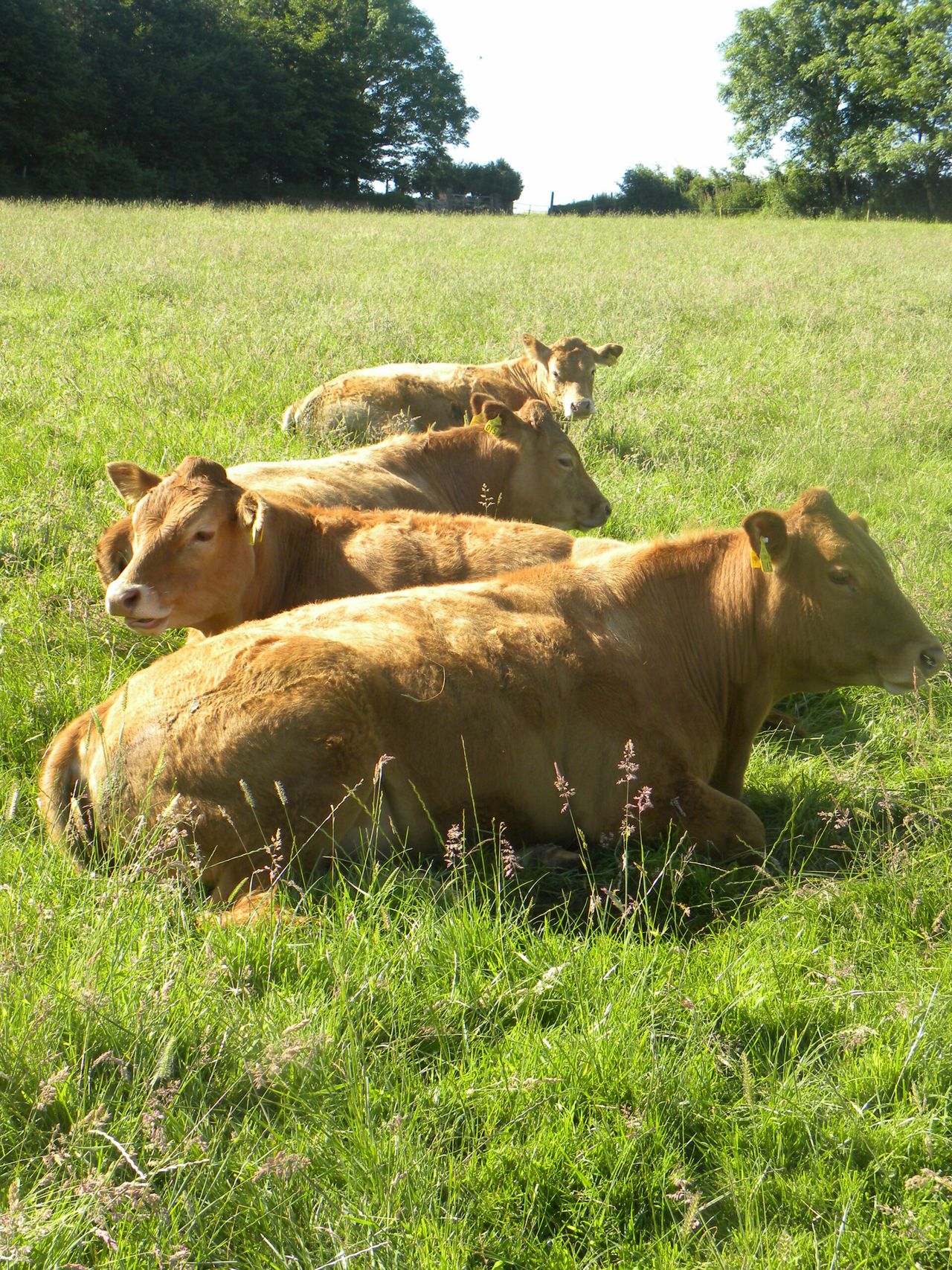 Little change in beef trade last week – Bord Bia