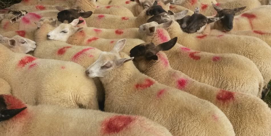 550c/kg hogget prices continue