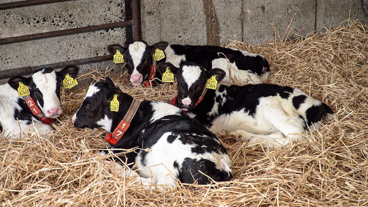 Beating BVD: 'Clear info not being given' to farmers with PIs