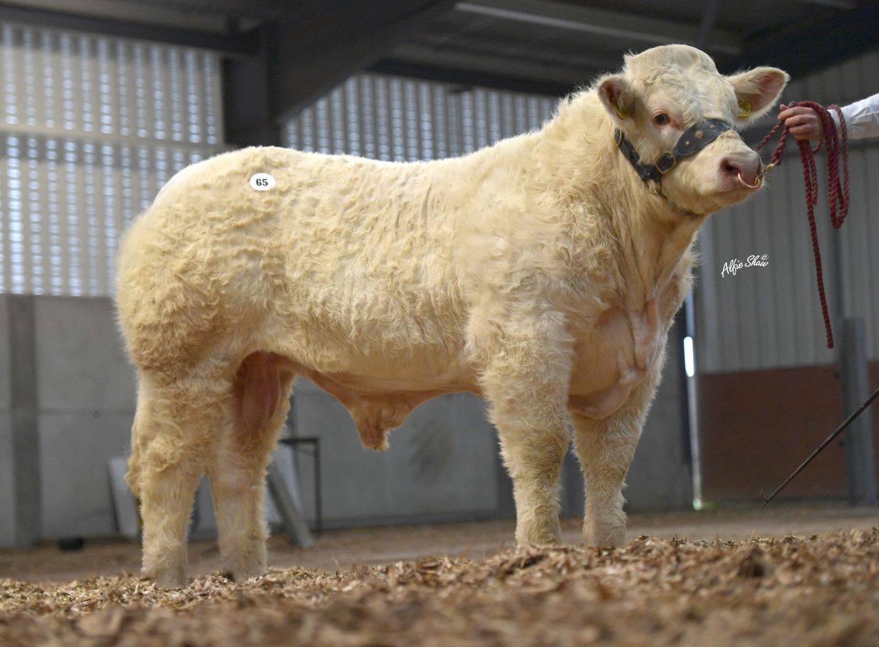 Charolais Christmas Cracker Bull Sale set for Elphin