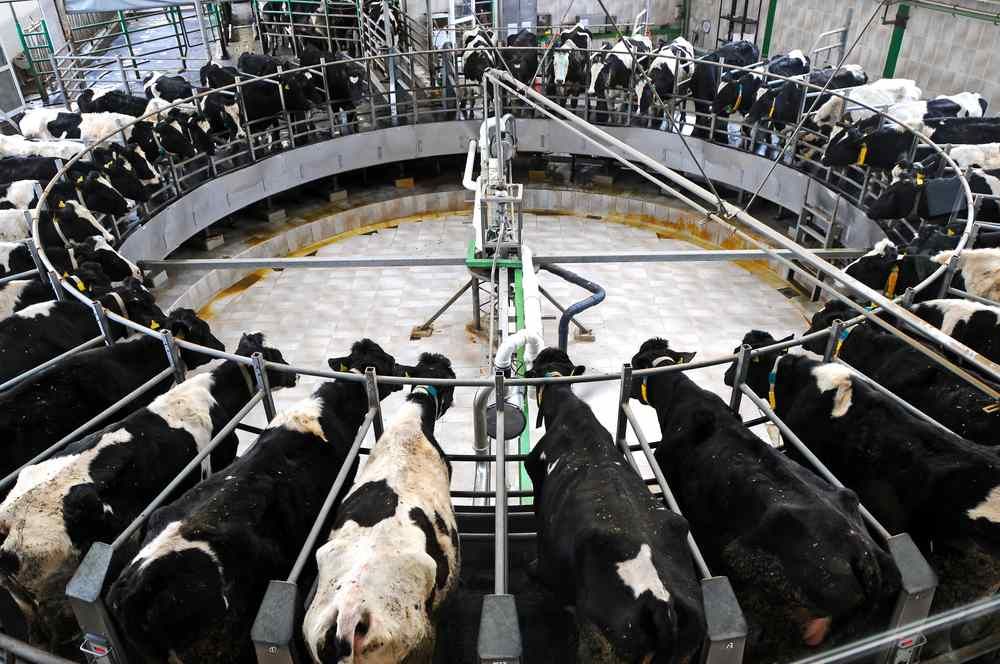 'Poor fertility No 1 barrier to milk profit'