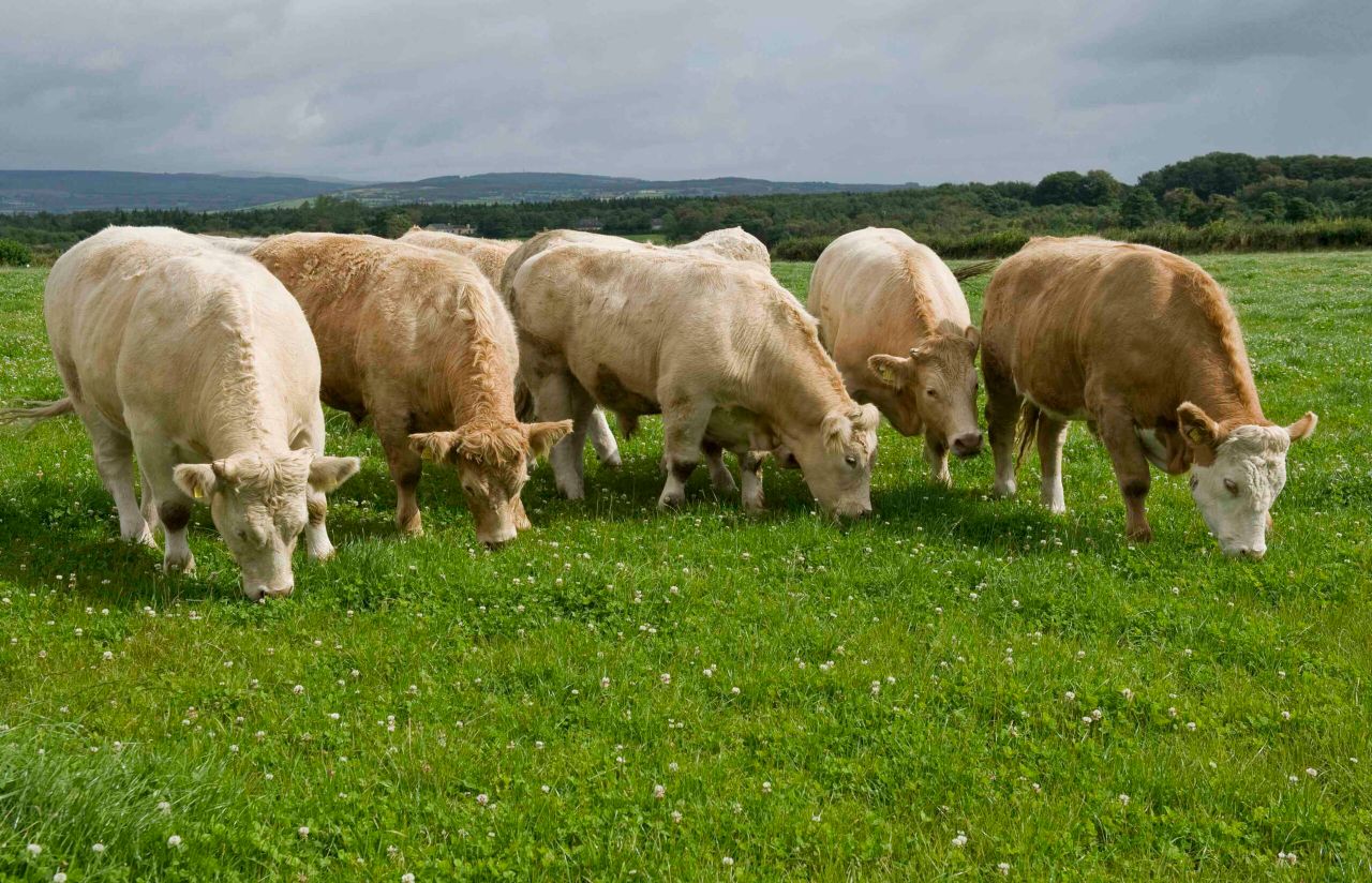 Cattle supplies running 80,700 higher compared to last year, latest market report