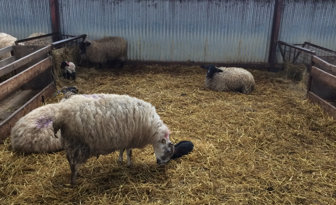Sheep advice: Time to stock up on lambing essentials