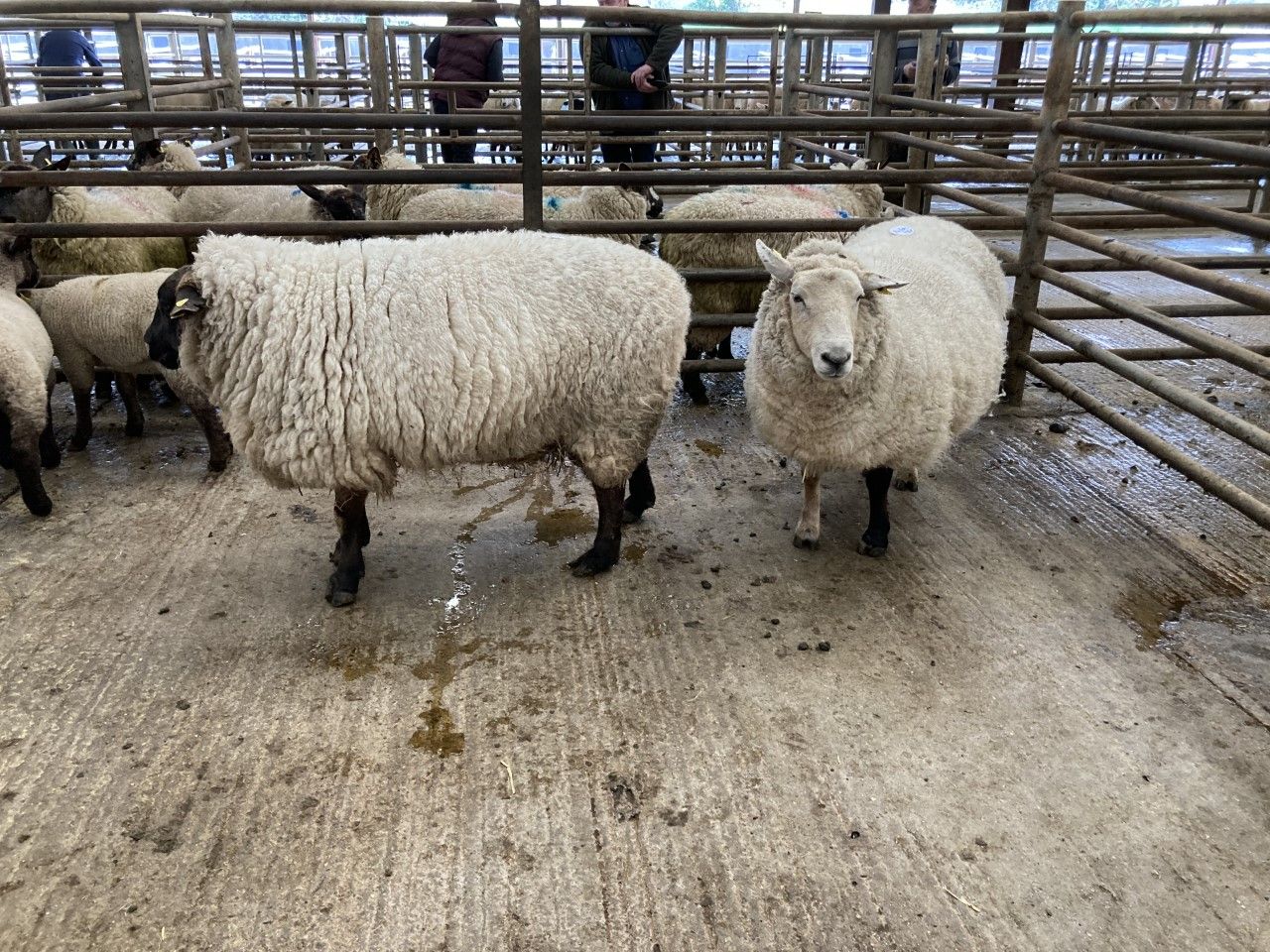 Cull ewe trade continues to shine with prices hitting €225 at marts