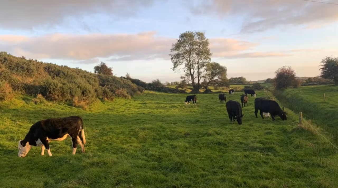 Kepak event set for Newgrange beef and tillage farm tomorrow