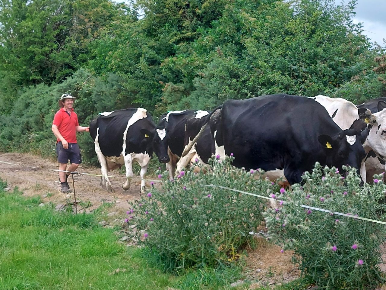 Farmers' actions to protect pollinators celebrated in new booklet