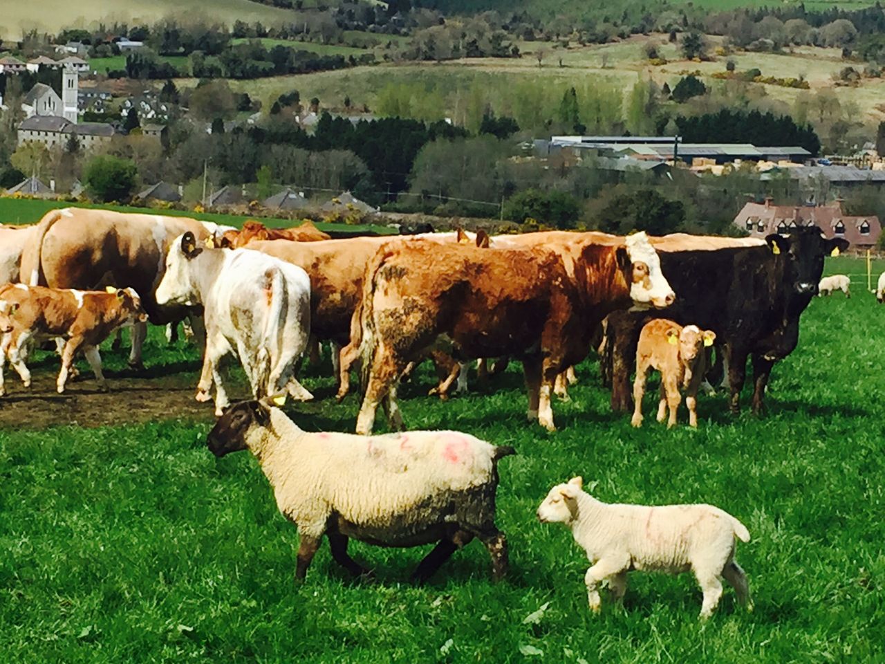 Pics: Making the best use of grass on a 'difficult' suckler and sheep farm