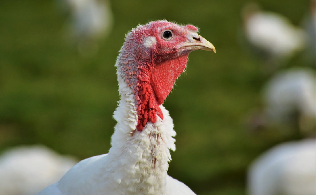 UK taskforce recommends 'targeted' bird flu vaccination trial in turkeys 