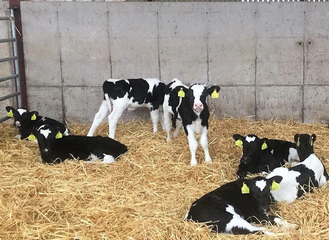 Calf registrations approach 1.5m for 2024