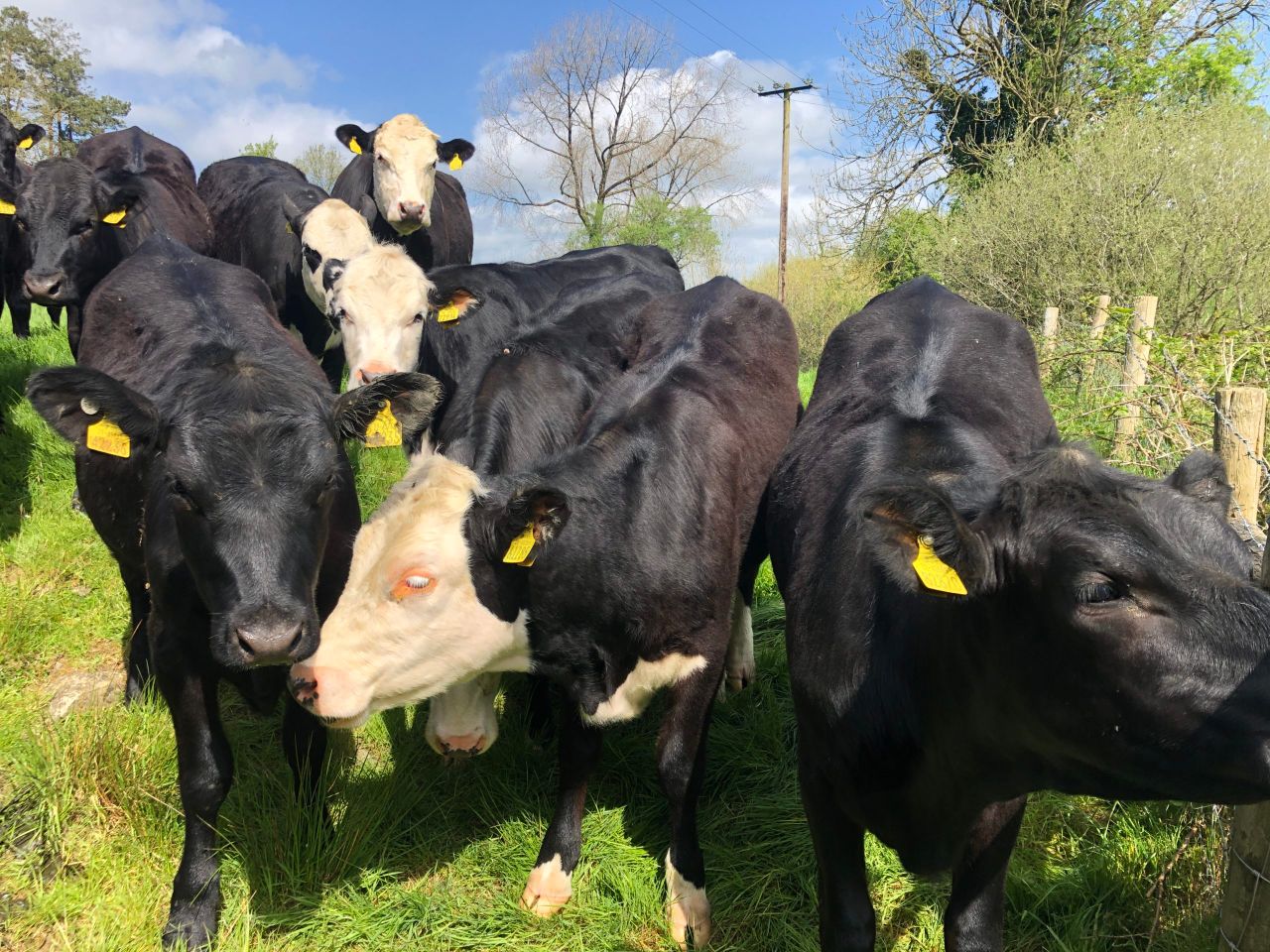Factory quotes: Beef price up by 20c/kg as supply tightens