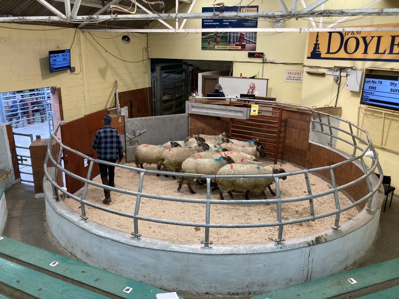Pics from the mart: Spring lambs easier, but ewe prices improve at Blessington