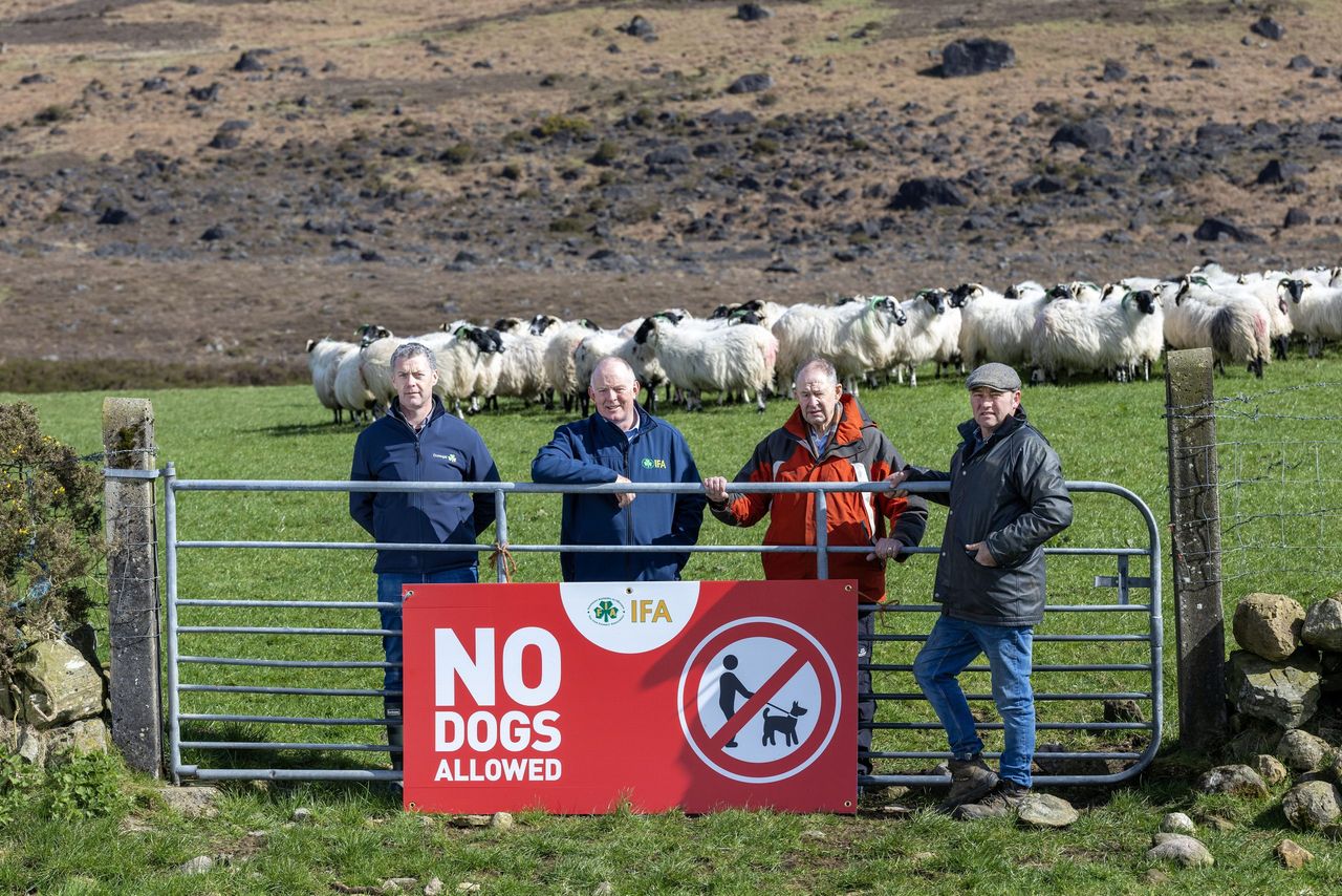 'Scourge of dog attacks has to be confronted' - Gorman