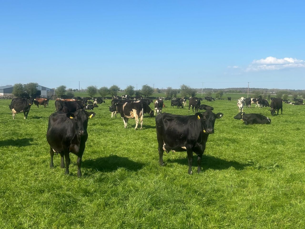 Achieving high conception rates with sexed semen this spring