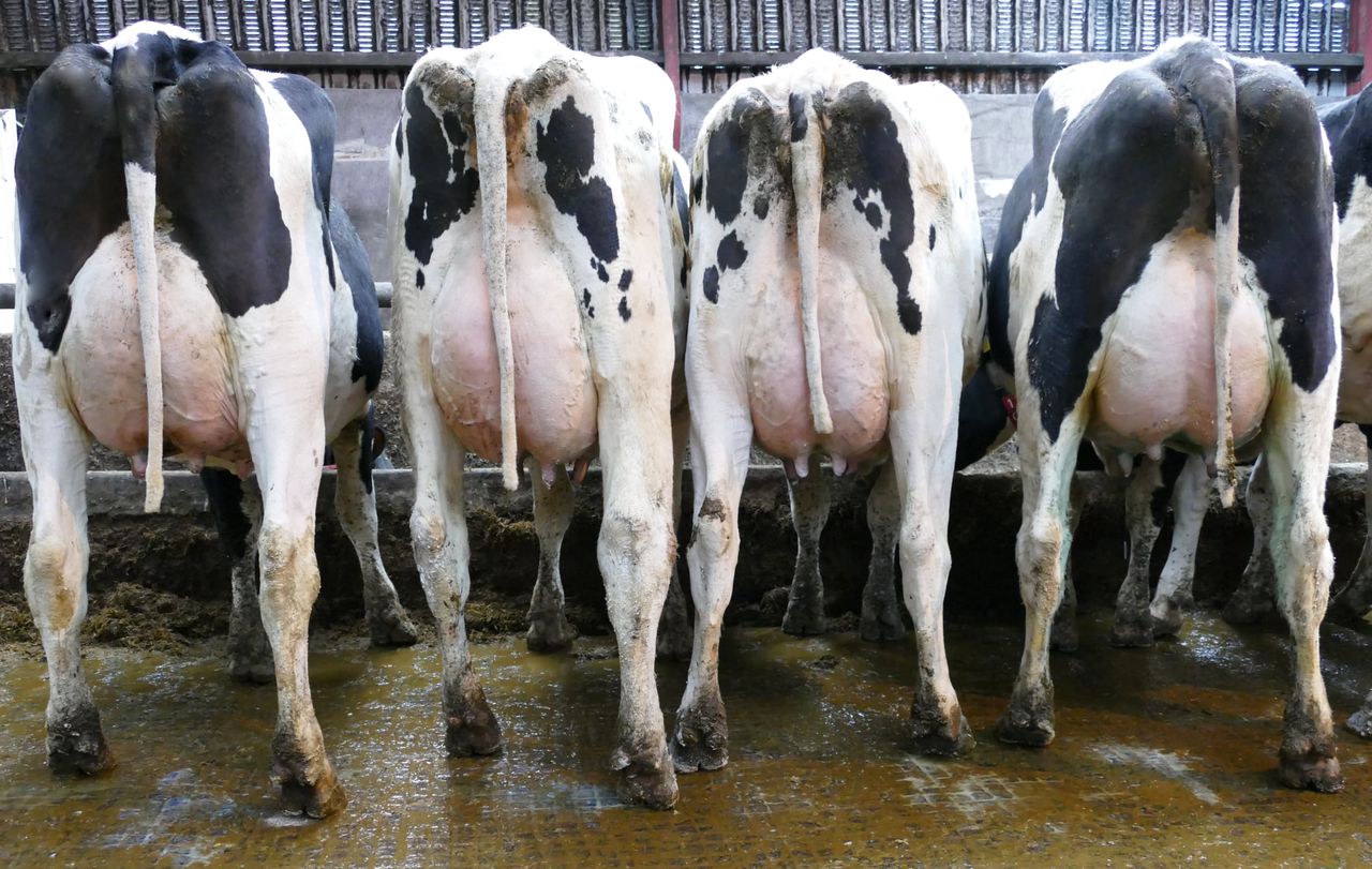 Carnaross dairy sale achieves top price of 3,850gns