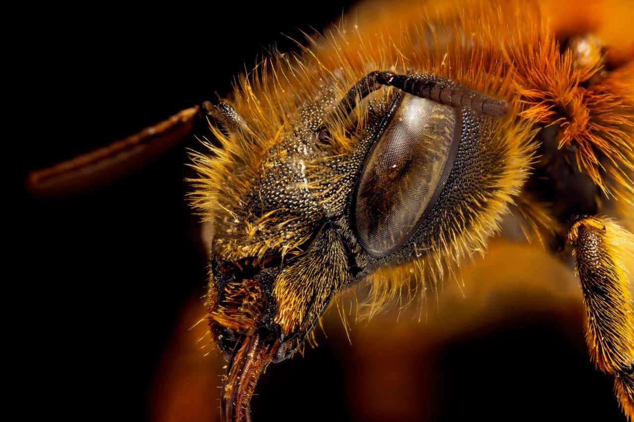 Exhibition explores influence of bees on our environment