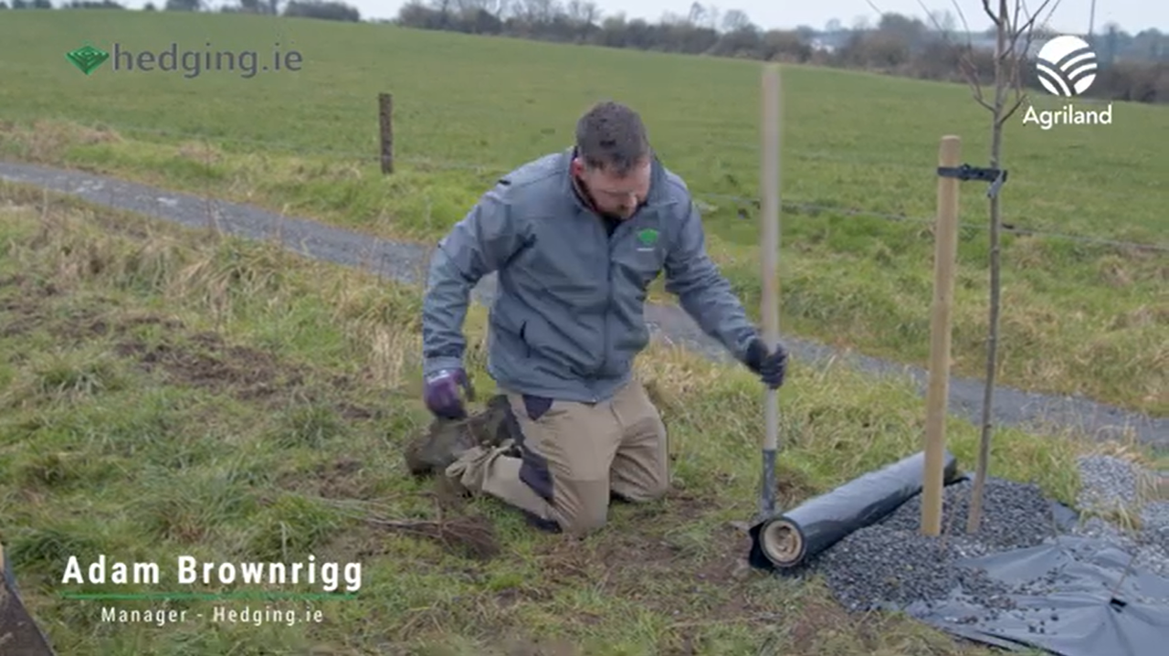 Watch: Advice on how to set a hedge for the ACRES scheme