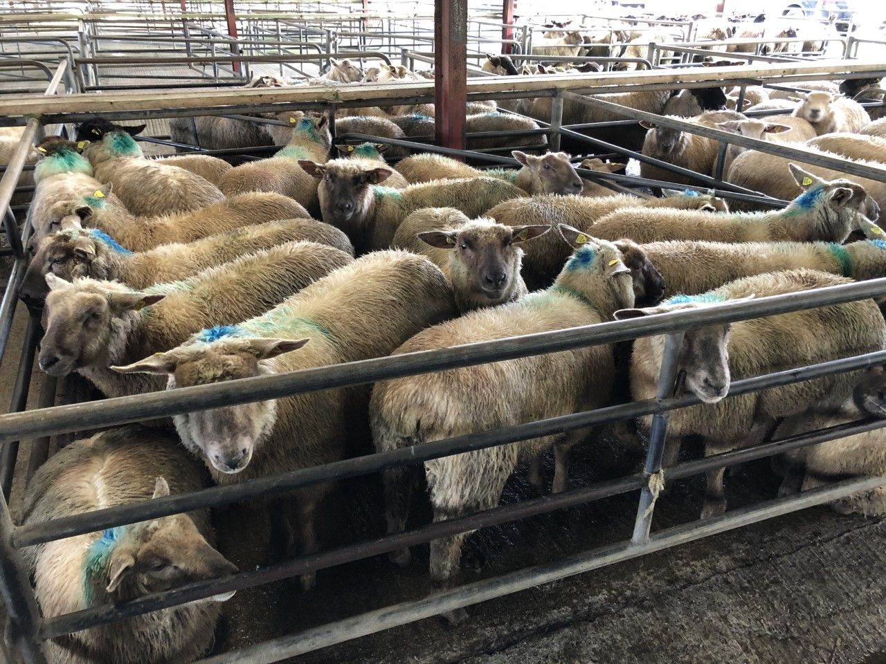 Sheep marts: Prices ease by up to €10/head at some sales