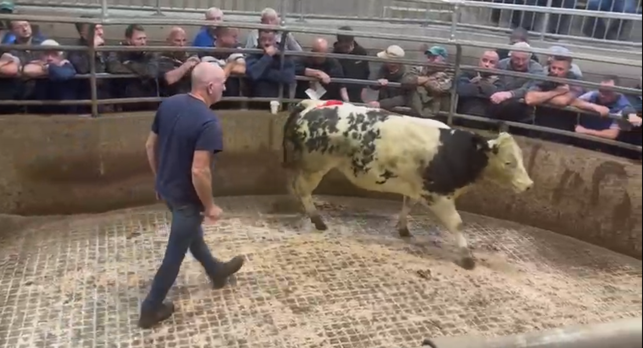 Weanling heifers sell to €3,250 at Carnew Mart special sale