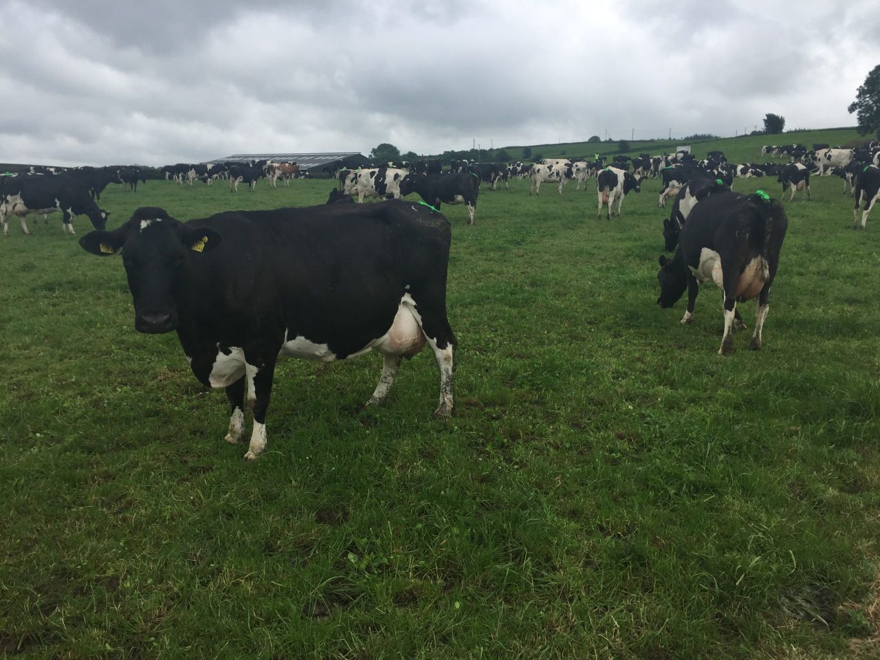 Pics: Doing the ordinary things extraordinarily well sets Waterford dairy farm apart