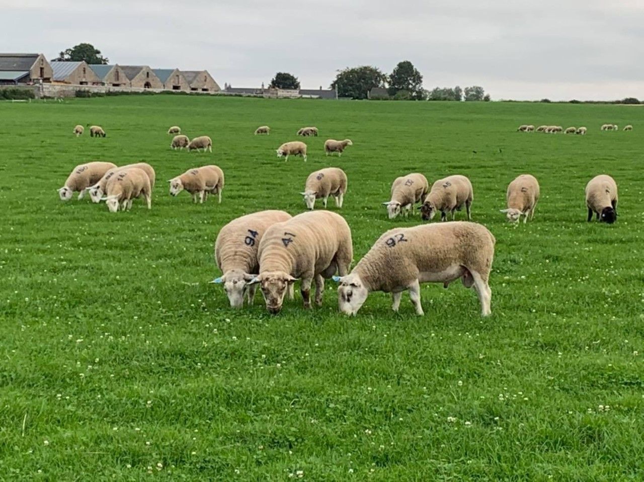 'Great from Grass’ breeding sheep sale sees prices reach £2,000