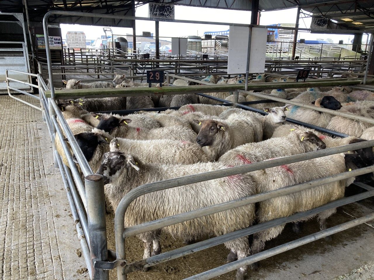 Like Ireland, UK sheep farmers seeing strong prices for hoggets