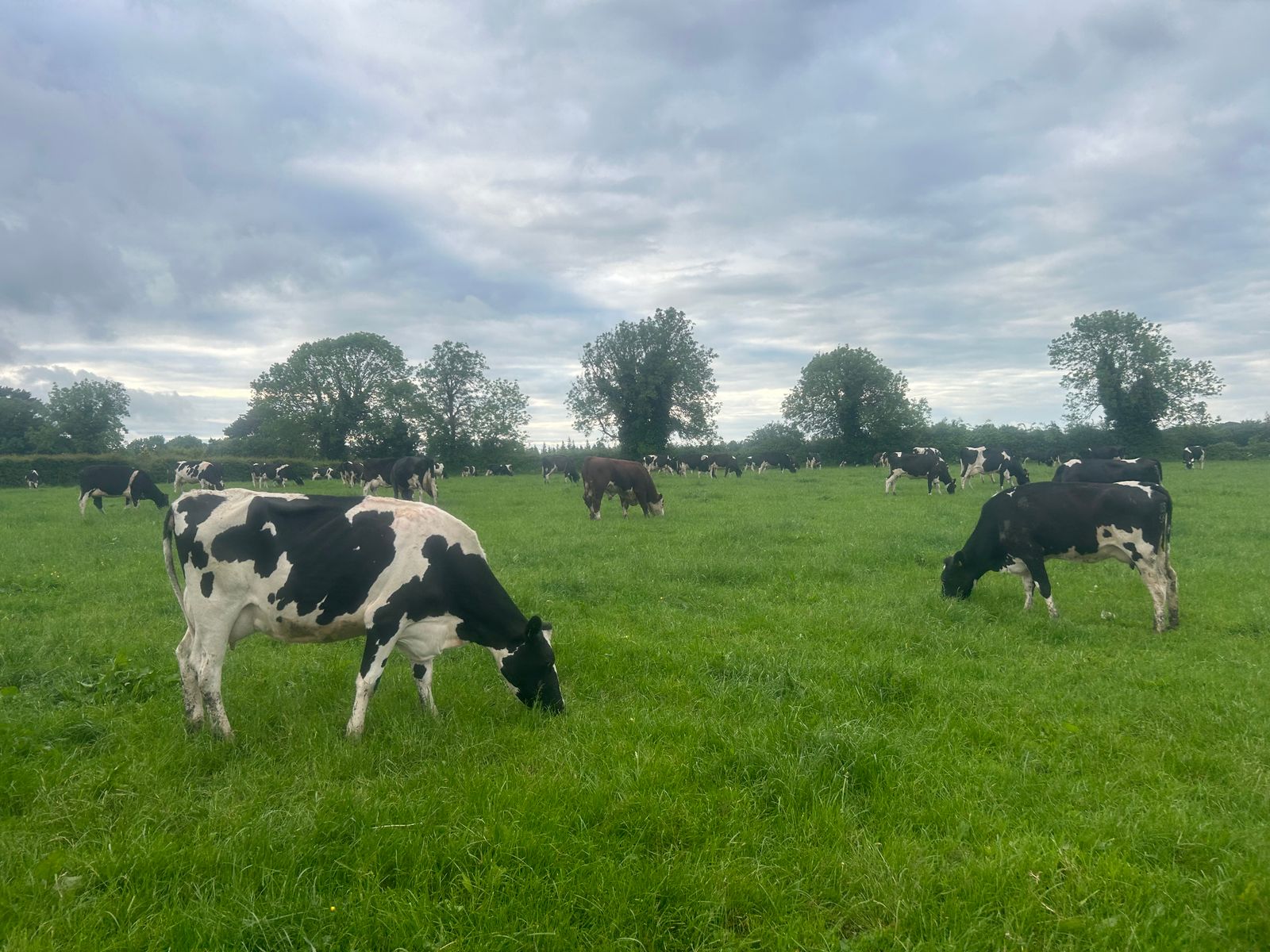 Carbery campaign 'to champion' west Cork dairy farmers - Agriland.ie